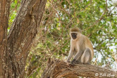 Vervet Monkey, Tarangire Ntl Park  1