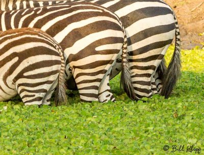 Zebra Butts, Tarangire Ntl. Park  2