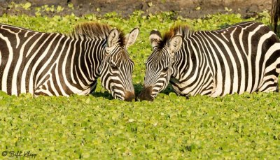 Zebras, Tarangire Ntl. Park  3