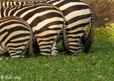 Zebras, Tarangire Ntl. Park  7