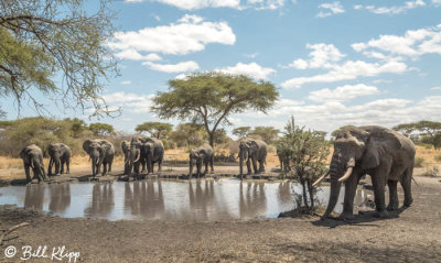 Elephants, Tarangire Ntl. Park  13