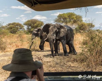 Elephants, Tarangire Ntl. Park  16