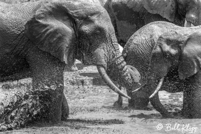 Elephants, Tarangire Ntl. Park  15