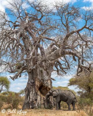 Elephant eating Baobab Tree, Tarangire Ntl. Park  19