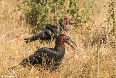 Southern Ground Hornbill, Tarangire Ntl. Park  1