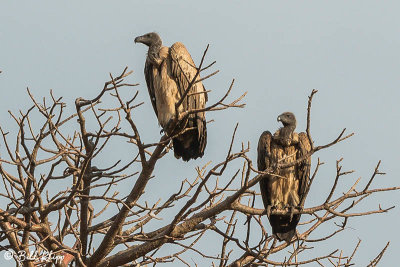 Vultures, Tarangire Ntl. Park  1