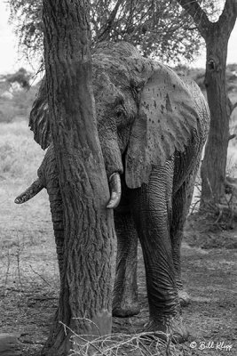 Elephants, Tarangire Ntl. Park  18