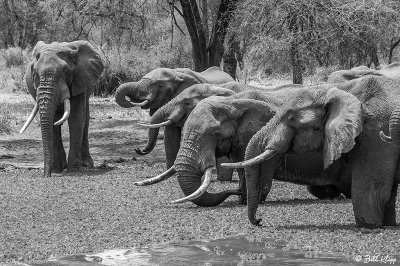 Elephants, Tarangire Ntl. Park  20