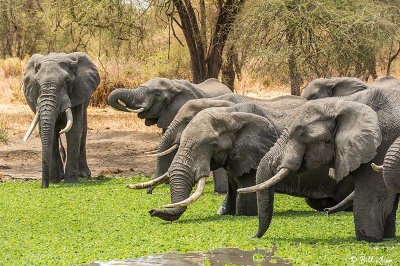 Elephants, Tarangire Ntl. Park  21