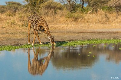 Giraffe, Tarangire Ntl Park  8