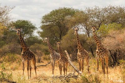 Giraffes, Tarangire Ntl Park  12