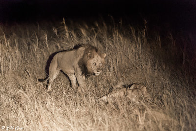 Lions, Tarangire Ntl. Park  2