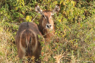 Water Buck, Tarangire Ntl. Park  1