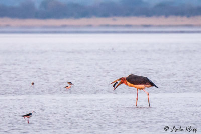 Marabou Stork, Tarangire Ntl. Park  6