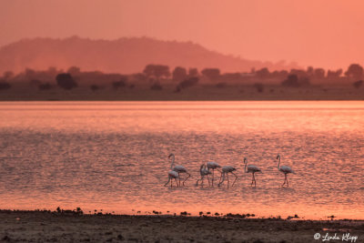 Flamingos, Tarangire Ntl. Park  5