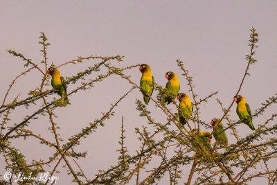 Yellow Collared Lovebirds, Tarangire Ntl. Park  3