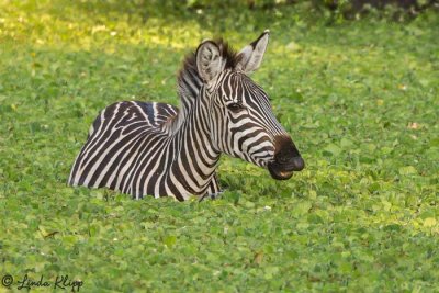 Zebra, Tarangire Ntl Park  10