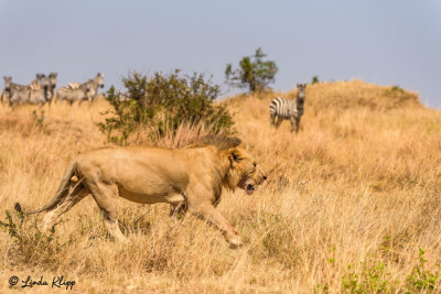 Lions, Serengeti  9