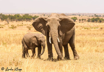 Elephants, Serengeti  3