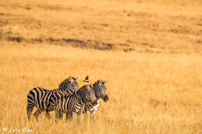 Zebra Migration, Serengeti  4