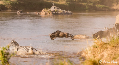 Wildebeest Migration, Mara River, Serengeti  2