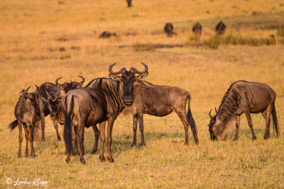 Wildebeest Migration, Mara River, Serengeti  8