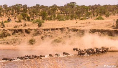 Wildebeest Migration, Mara River, Serengeti  11