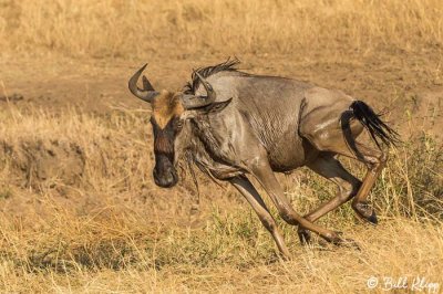 Wildebeest Migration, Mara River, Serengeti  20