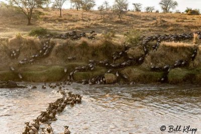 Wildebeest Migration, Mara River, Serengeti  36