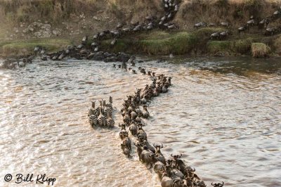 Wildebeest Migration, Mara River, Serengeti  37