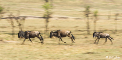 Wildebeest Migration, Serengeti  39