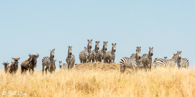 Zebra Migration, Serengeti  1