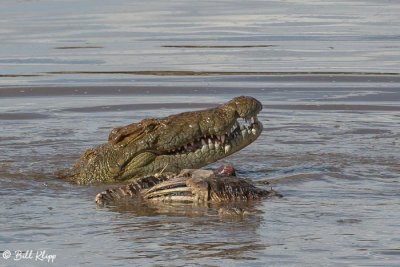Nile Crocodile, Mara River, Serengeti  1