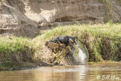 Nile Crocodile, Mara River, Serengeti  2
