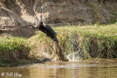 Nile Crocodile, Mara River, Serengeti  3