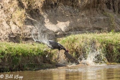 Nile Crocodile, Mara River, Serengeti  4