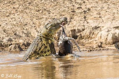 Nile Crocodile, Mara River, Serengeti  5