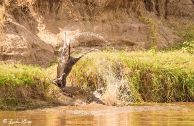Nile Crocodile, Mara River, Serengeti  7