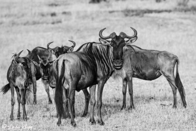 Wildebeest Migration, Serengeti  51