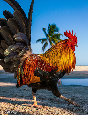 Rooster, Higgs Beach  8