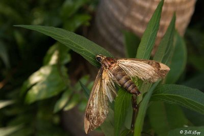 Giant Moth 4