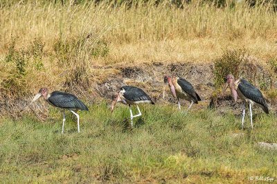 Marabou Storks, Serengeti  4