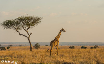 Masai Giraffe, Serengeti  13
