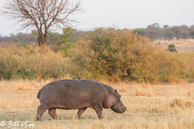 Hippo, Serengeti  5