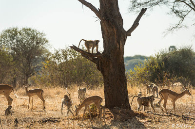 Impalas, Serengeti  6