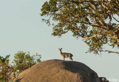 Klipspringer, Serengeti  1