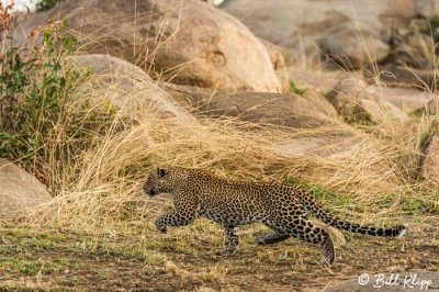 Leopard, Serengeti  15