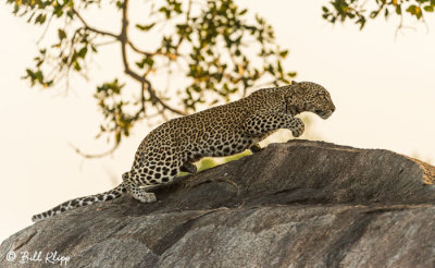 Leopard, Serengeti  16