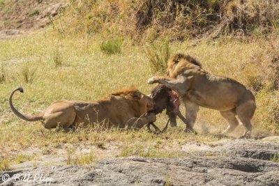 Lions, Southern Serengeti  22