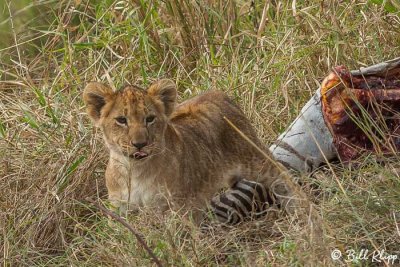 Lion Cub, Southern Serengeti  25